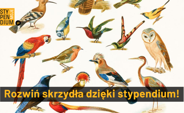 Ilustracja ptaki-plakat Stypendiów