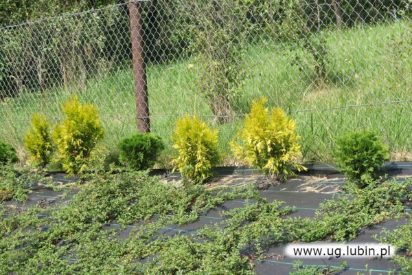 Wizytówka wsi Zimna Woda