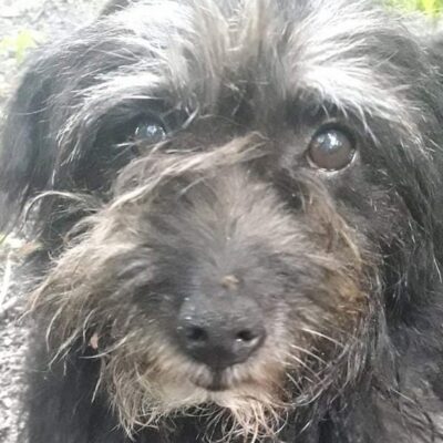 Pies odnaleziony w Liścu