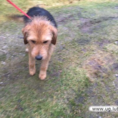 Pies odnaleziony w pobliżu Karczowisk