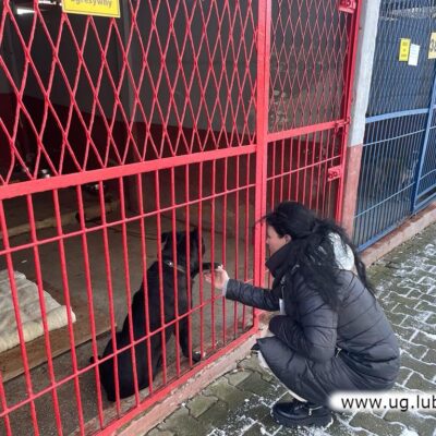 Wsparcie schroniska dla bezdomnych zwierząt w Legnicy