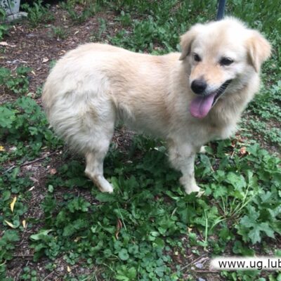 Pies odnaleziony w Pieszkowie
