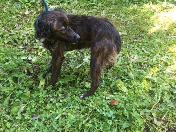 Pies odnaleziony w miejscowości Osiek