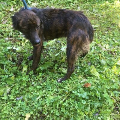 Pies odnaleziony w miejscowości Osiek