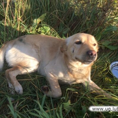 Odłowiono dwa psy – w Oborze i Raszówce