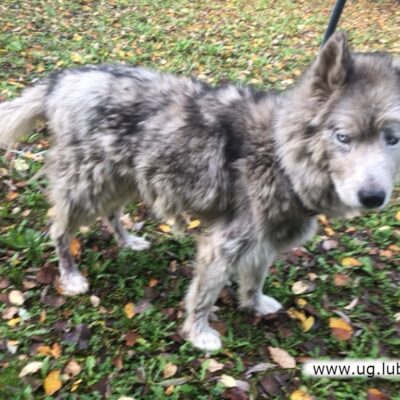 Odłowiono dwa psy – w Oborze i Raszówce