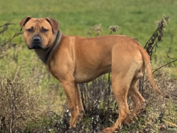 Pies odnaleziony w Czerńcu szuka właściciela