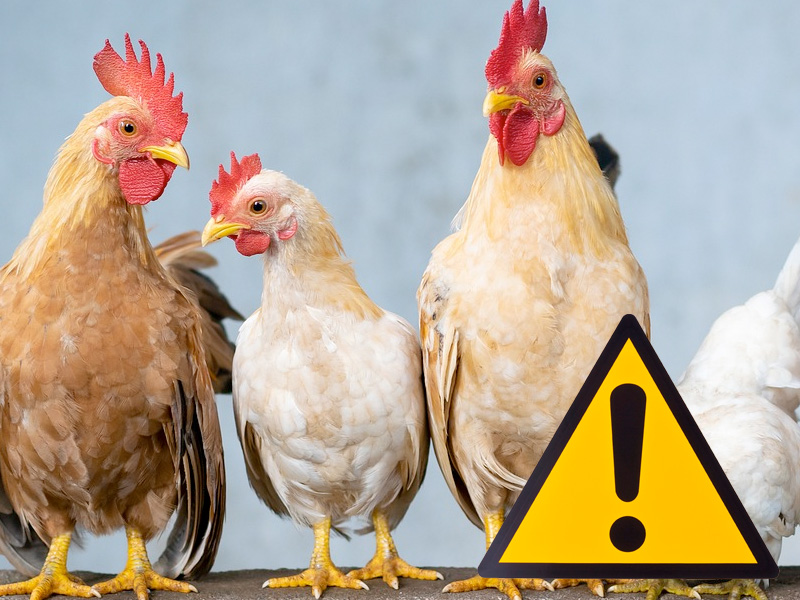 Zalecenie dla hodowców w sprawie unikania ptasiej grypy