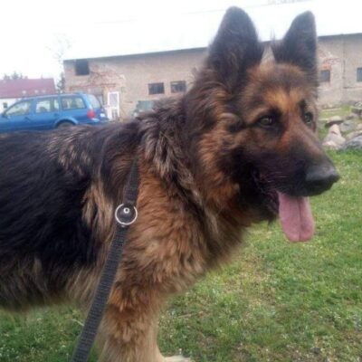 Pies odnaleziony w Niemstowie