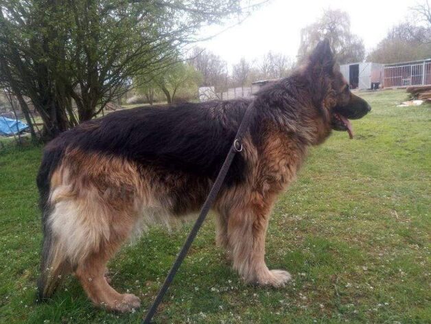 Pies odnaleziony w Niemstowie
