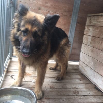 Pies odnaleziony w Niemstowie