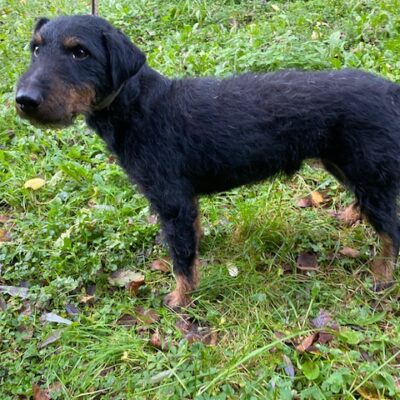 Jest to foksterier, spokojny, w wieku około 6 lat.