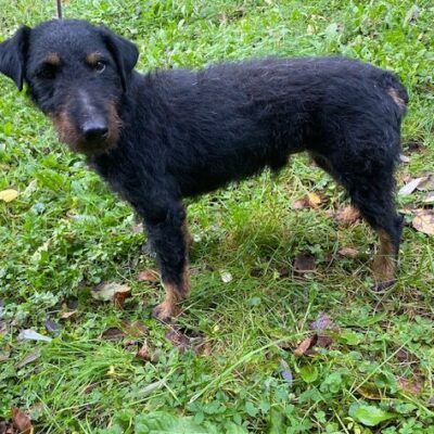 Jest to foksterier, spokojny, w wieku około 6 lat.