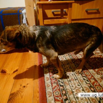 Pies odnaleziony w Raszowej szuka właściciela