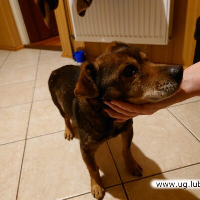 Pies odnaleziony w Raszowej szuka właściciela