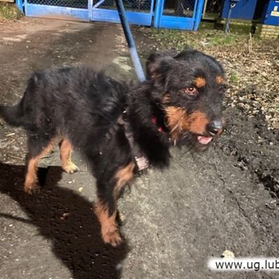 Dwa młode psy szukają właścicieli