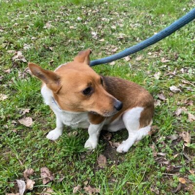 Pies odnaleziony w miejscowości Miłosna szuka właściciela