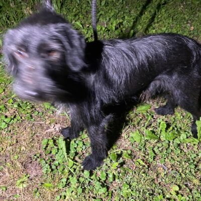 Trzy pieski szukają właściciela