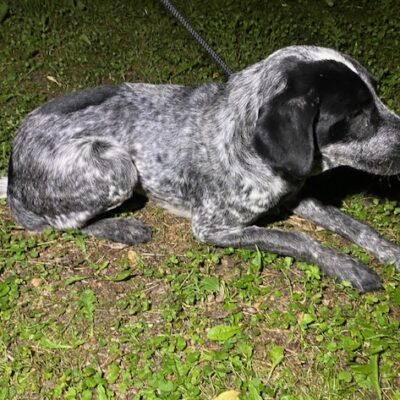 Trzy pieski szukają właściciela