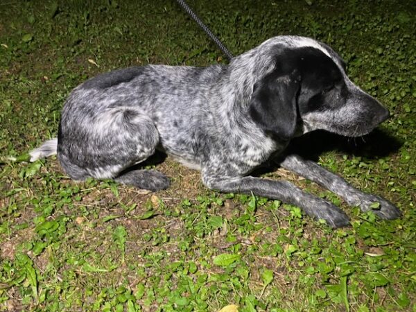 Trzy pieski szukają właściciela