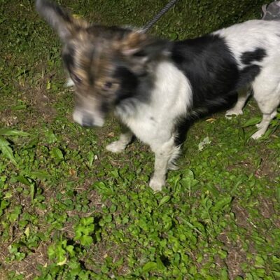 Trzy pieski szukają właściciela