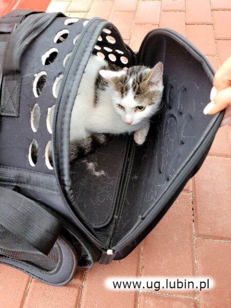 Kot odnaleziony na przystanku w Goli szuka właściciela