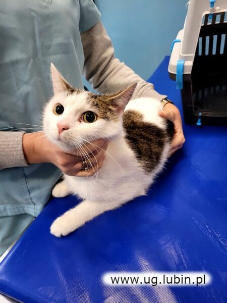 Kot odnaleziony na przystanku w Goli szuka właściciela