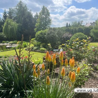 Ogród w Krzeczynie Wielkim (gmina Lubin)