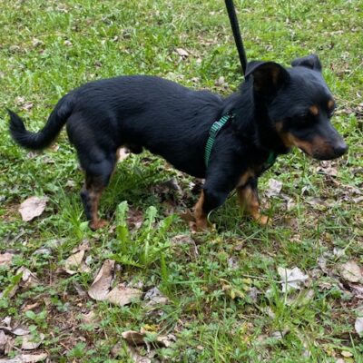 Pies odnaleziony w Niemstowie szuka właściciela