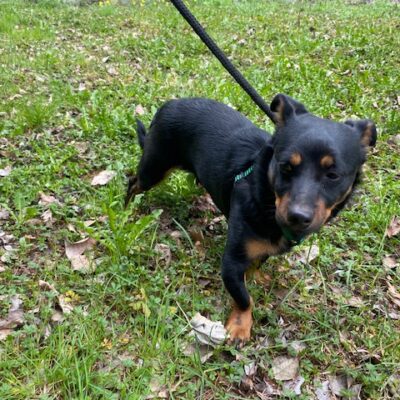 Pies odnaleziony w Niemstowie szuka właściciela