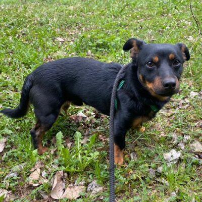 Pies odnaleziony w Niemstowie szuka właściciela