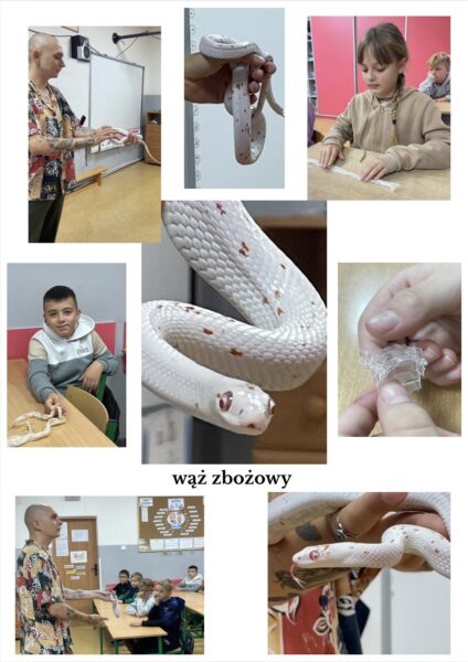 kolaż zdjęć z wężem