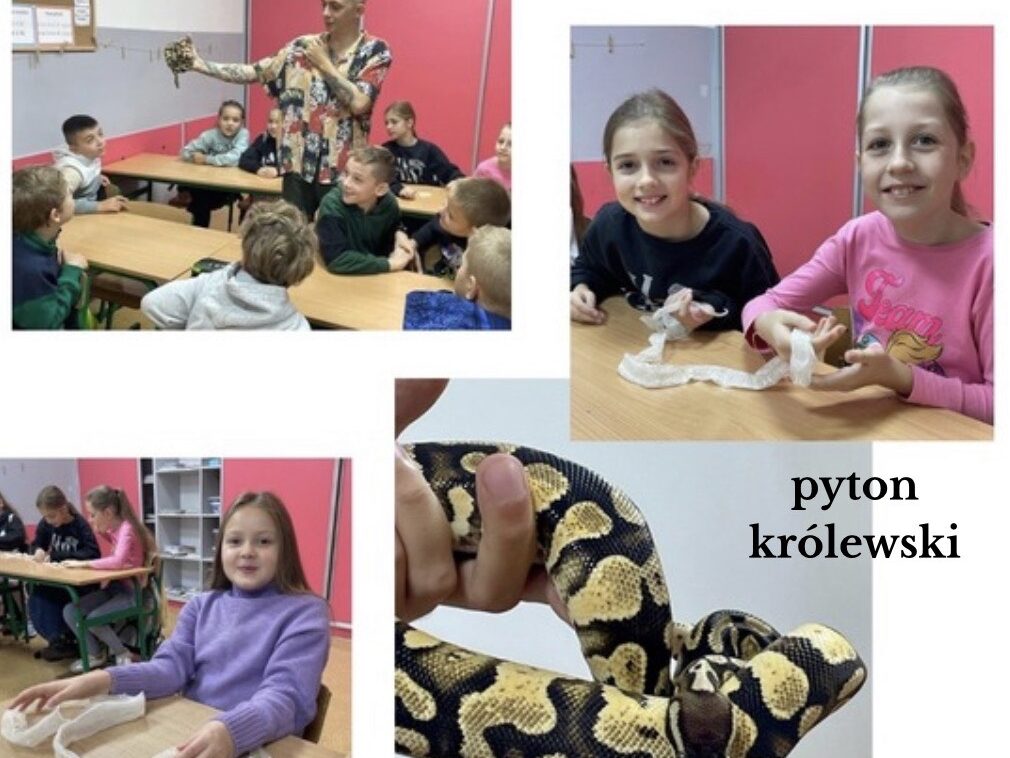 kolaż zdjęć z wężem