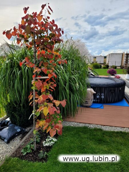 Ogród w Miroszowicach