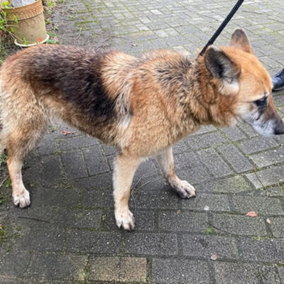 Starszy pies w typie owczarka niemieckiego na smyczy, stojący na chodniku obok osoby