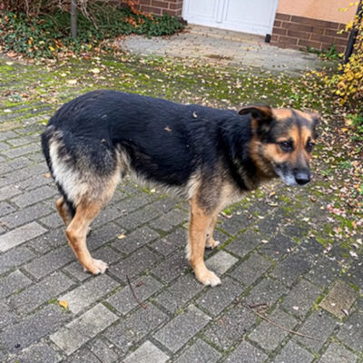 Starszy pies w typie owczarka niemieckiego stojący na brukowanym podjeździe