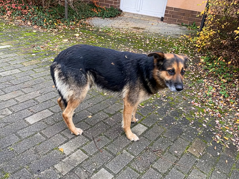 Starszy pies w typie owczarka niemieckiego stojący na brukowanym podjeździe