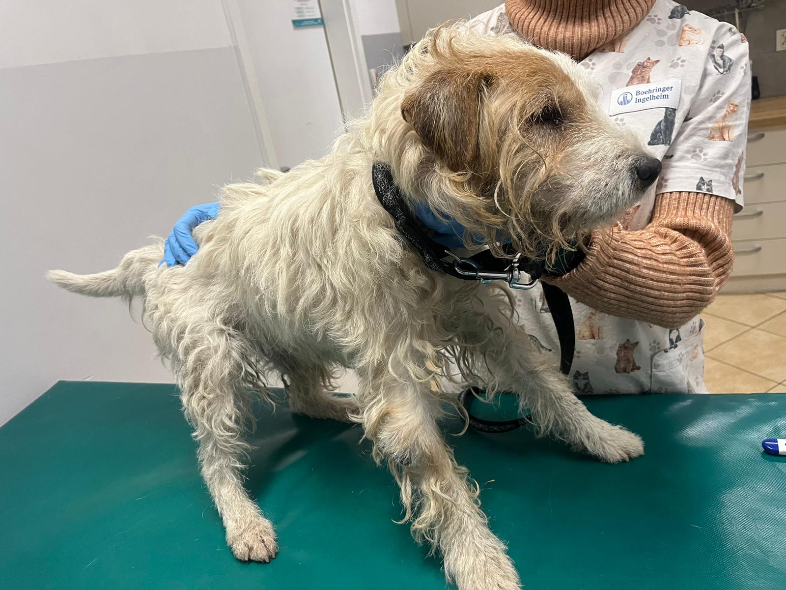 Biały pies z brązową plamą okół oka.