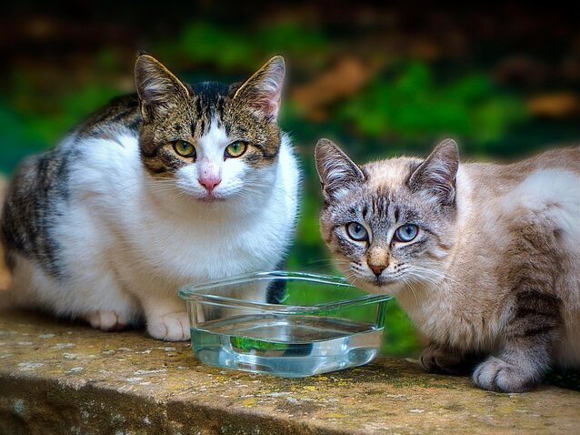 Koty z miską wody.
