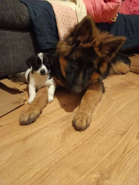 Psy, które zostały otrute w Czerńcu.