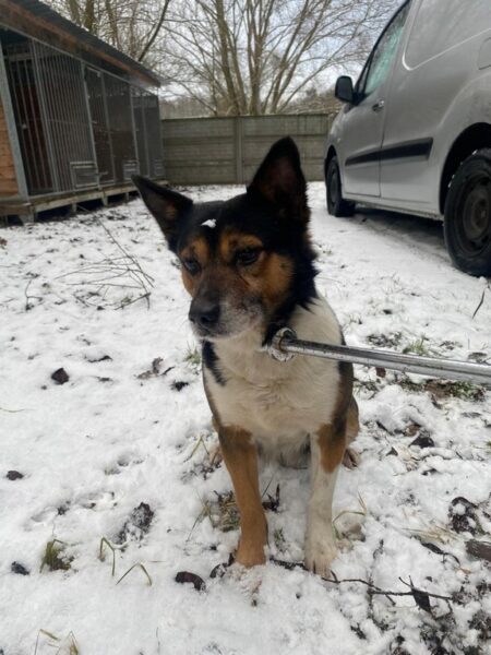 odnalezione psy w Zimnej Wodzie.