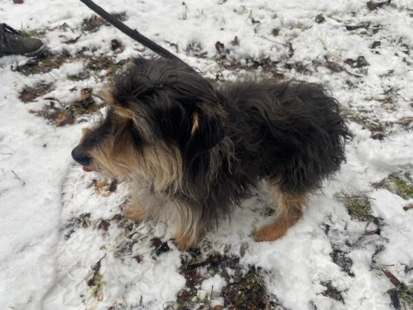 Odnalezione psy w Zimnej Wodzie.