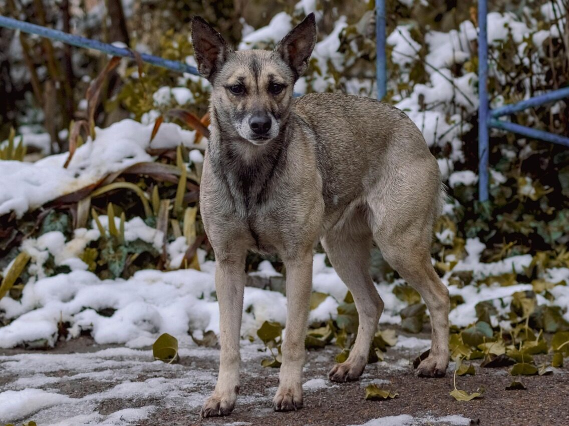 Pies pozostawiony na dworze.