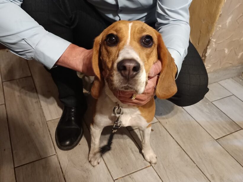 Pies rasy beagle.